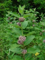Image result for Asclepias graminifolia