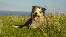 You can shear or trim the coat so it's short, neat, and healthy. Bearded Collie Wikipedia