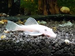 Fallendes wasser macht vielen raubfischanglern. Ancistrus Sp L 144 Variation Snow White Welse