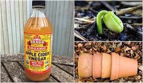 Fertilize your potted plants and purify the water by adding 2 tablespoons of apple cider vinegar to 1 gallon of water before you water your potted plants. 6 Brilliant Uses For Apple Cider Vinegar In The Garden