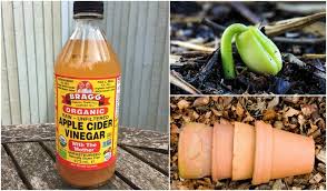 Baking soda on plants causes no apparent harm and may help prevent the bloom of fungal spores in. 6 Brilliant Uses For Apple Cider Vinegar In The Garden