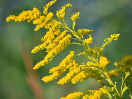 Planting Goldenrod In The Garden What Is The Plant Goldenrod Good For