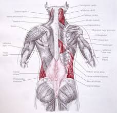 Maybe you would like to learn more about one of these? Oblique Muscle Anatomy See More About Oblique Muscle Anatomy External Oblique Muscle Anatomy Inferior Muscle Anatomy Muscle Diagram Anatomy And Physiology