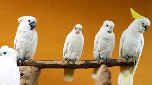 Cockatoo Vs Cockatiel Pet Bird