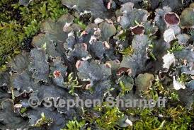 Image result for Landolphia rufescens