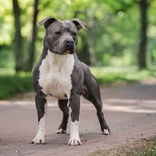 American Staffordshireterrier Dog Breed Information Popular Pictures Staffordshire Terrier Puppy American Pitbull Terrier Pitbull Terrier
