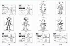 Y es que, el simple hecho de recortar mejora su coordinación fina, le ayuda a mejorar la coordinación entre el cerebro y la mano, adquiere destreza a la hora de manipular objetos. Dinamicas Y Juegos Sistemas Del Cuerpo Humano Para Recortar Y Colorear Sigue El Enlace Para Descargar Completo Https Www Aulavirtualprimaria Com 2017 09 Sistemas Del Cuerpo Humano Para Html Facebook