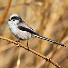 Doch um sich wohl zu fühlen, brauchen rotkehlchen, blaumeise und co. Von Amsel Bis Zaunkonig 35 Wintervogel Im Portrat Nabu