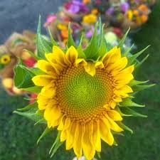 We did not find results for: Bloom Flower Farm Home