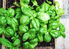 When you use tinfoil to bake it in the oven, it keeps the fish moist, another characteristic your diners can appreciate. How To Dry Basil And Keep Them Fresh All Year Happy Diy Home