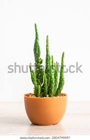 Image result for Opuntia monacantha