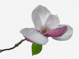 23 Png Magnolia On Transparent Background All images is transparent background and free download. 23 png magnolia on transparent background