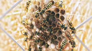 Using pest control bombs can kill wasp nests. How To Get Rid Of Wasps Insect Cop
