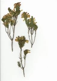 Image result for Erica whyteana