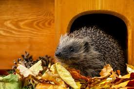 Igel Im Garten Uberwintern Wir Beantworten Die Drei Wichtigsten Fragen In 2020 Igel Im Garten Igel Igel Futtern