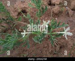 Image result for Chascanum