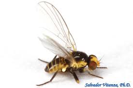 Image result for Dicliptera zambeziensis