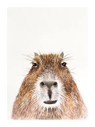 Maybe you would like to learn more about one of these? 18 Capybara Ideas