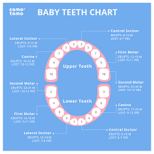 Baby Teeth Chart Comotomo