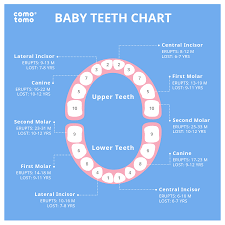 baby teeth chart comotomo