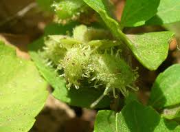 Image result for Acanthospermum