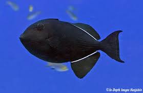 Black And Yellow Fish Saltwater Black Triggerfish Hawaii Salt Water Fish Saltwater Fish Tanks Aquarium Fish