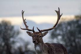 Ultra hd 4k wallpapers for desktop, laptop, apple, android mobile phones, tablets in high quality hd, 4k uhd, 5k, 8k uhd resolutions for free download. Hd Wallpaper Shadow Depth Of Field Photography Of Deer Wallpaper Desktop Wallpapers Wallpaper Flare