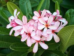 Pin On Indoor Gardening