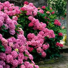 Image result for Hydrangea