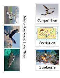 Pin On Science Foldables