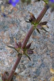 Image result for Stemodia serrata