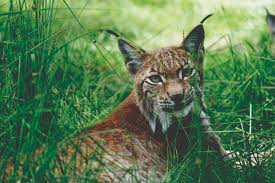 The transparent faithful trusted smarter touchscreen studio multi tool. International Lynx Day Celebrate The Biggest Wild Cat In Europe Wwf