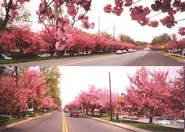 Check spelling or type a new query. Cherry Blossoms In Cherry Hill New Jersey Patriot Connections