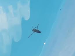 Swimming Pool Bugs: Types And Risks They Pose | Abc Blog