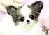 White Long Haired Chihuahua