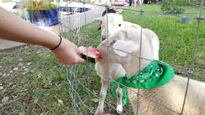 If your community is not specifically listed here we may still. Oba Farms Mobile Petting Zoo Dallas Texas Mobile Petting Zoo Party Dallas Tx Farm Animal Petting Zoo Dallas Fort Worth Texas Farm Animals