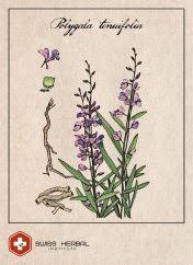 Image result for Polygala products