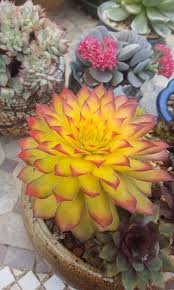 Shop our great selection of mixed succulents & save. Pin On Succulent