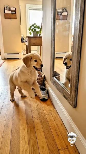 What Dogs See When They Look in a Mirror: The Science Explained Have you ever watched your dog stare into a mirror, bark at their reflection, or simply ignore it altogether? Unlike