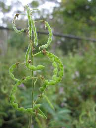 Image result for Desmodium uncinatum