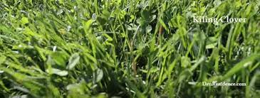 Walmart.com has been visited by 1m+ users in the past month How To Get Rid Of White Clovers Without Destroying The Lawn