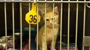 Select program adoption ambassadors good dog training working cat dolly's dream foster care grey whisker club. Ranking Michigan Animal Shelters By Intakes Adoptions And Euthanizations Mlive Com