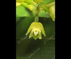 Image result for Polystachya fusiformis × lindblomii