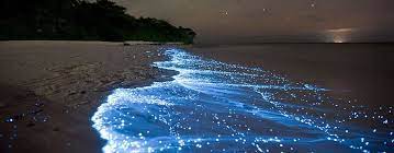 There are regular ferries to the mainland town of chiquila, which take approximately 45 minutes. Boat Tour Bioluminescence Holbox Tours Holbox Island