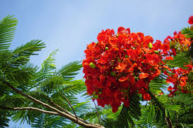 Image result for Delonix