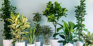 تعرف على أنواع نباتات الظل واسمائها بالصور تذكرة الأعشاب