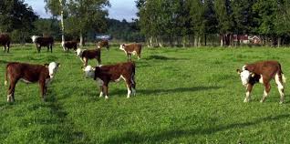 Hvordan kan vi beskytte valg mot fremmed påvirkning? Ber Sp Flytte Midler Fra Landbruk Til Forsvar Aldrimer No