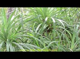 Image result for Pandanus candelabrum