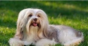 Most purebred havanese puppies will be within the $850 to more than $1,900 range. Havanese Dog Breed Complete Guide Az Animals