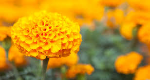 Flowers that keep bugs away. Flower That Keeps Mosquitoes Away Derrickandmelisa